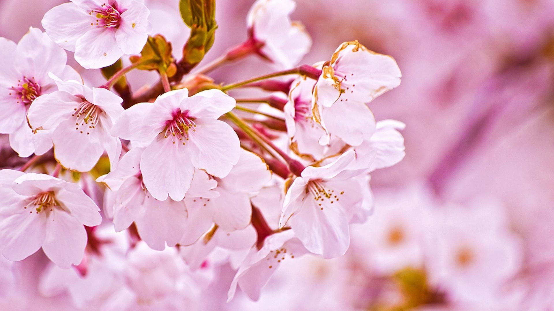 Japan cherry blossoms flowers spring (season) wallpaper | (6877)