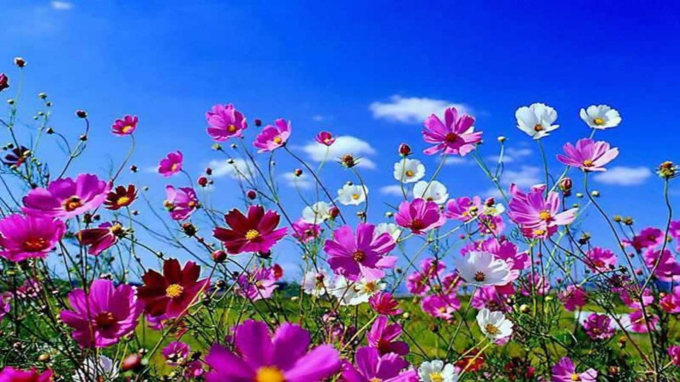 Colorful Spring Wallpaper Flowers Image Desktop Picture
