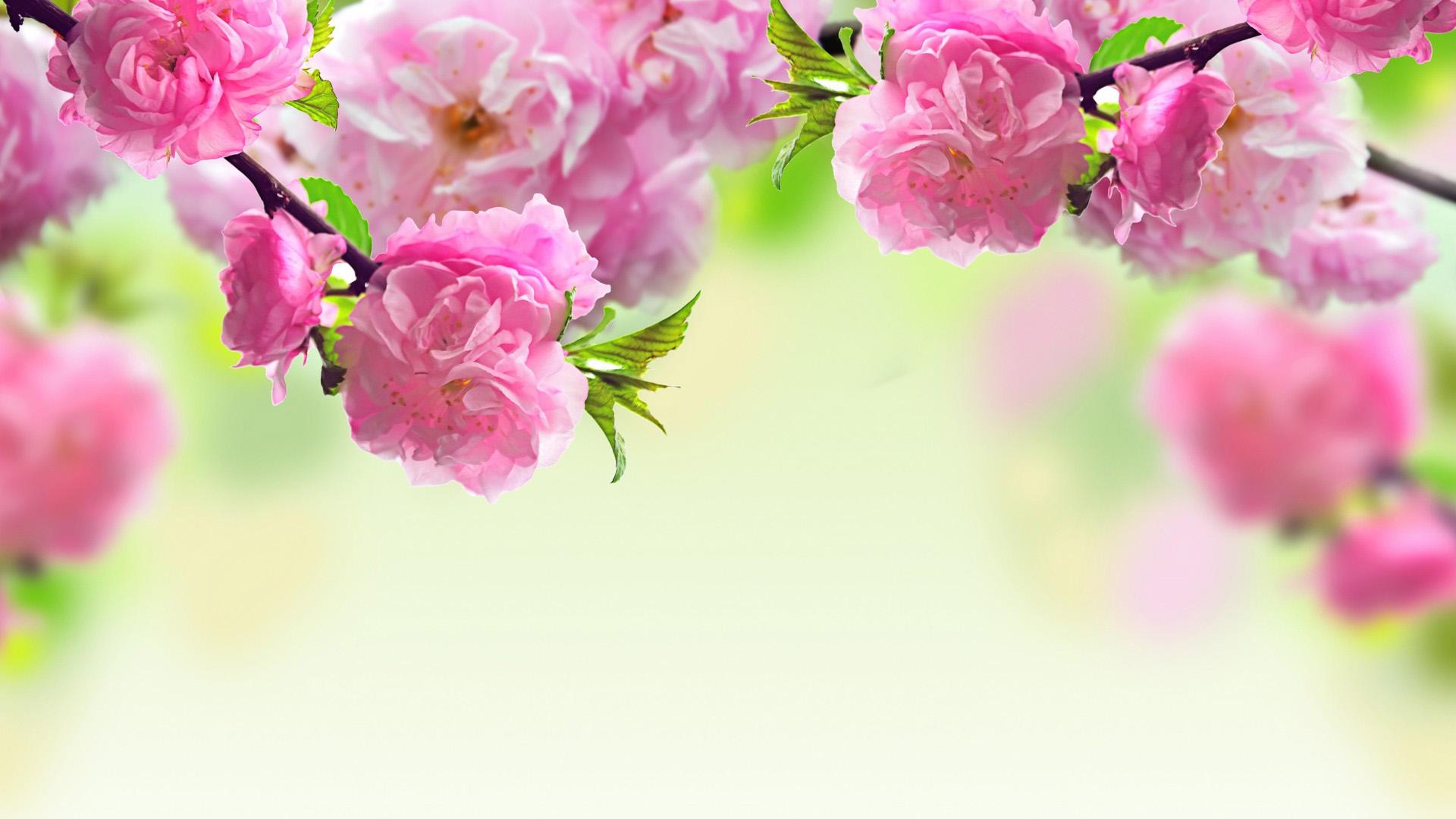 HD Quality Spring Wallpapers - SiWallpaper Tag 1