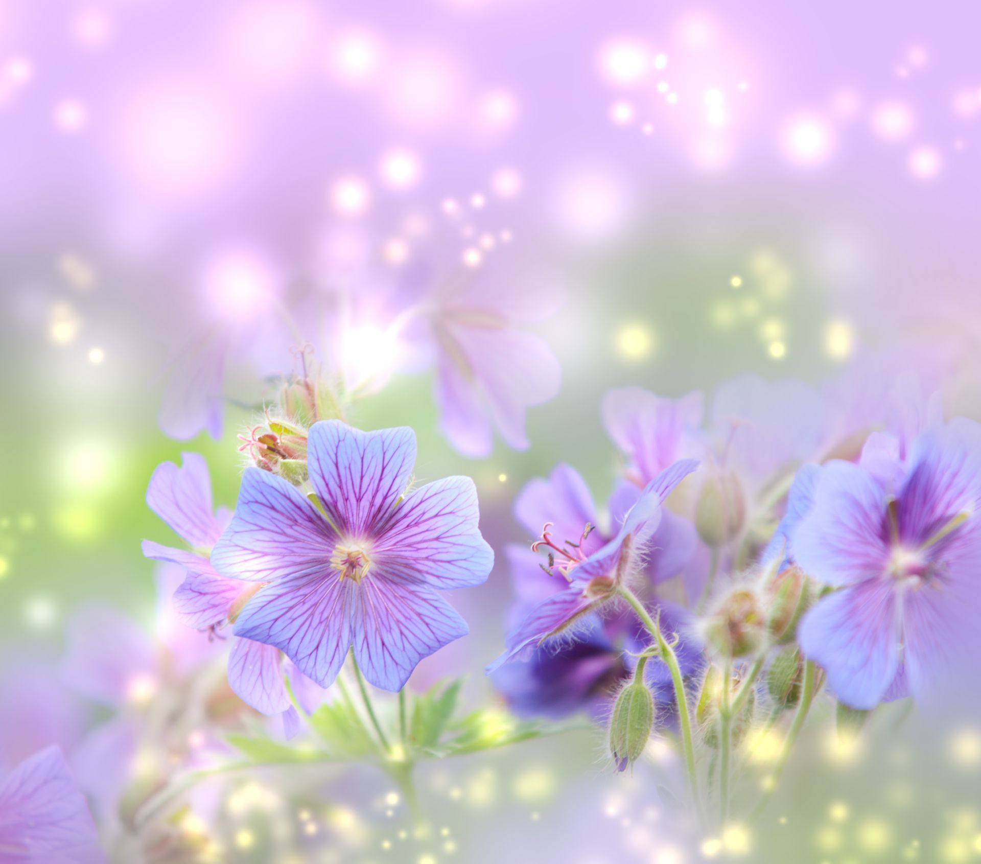Free Spring Desktop Wallpaper - HD Widescreen Backgrounds