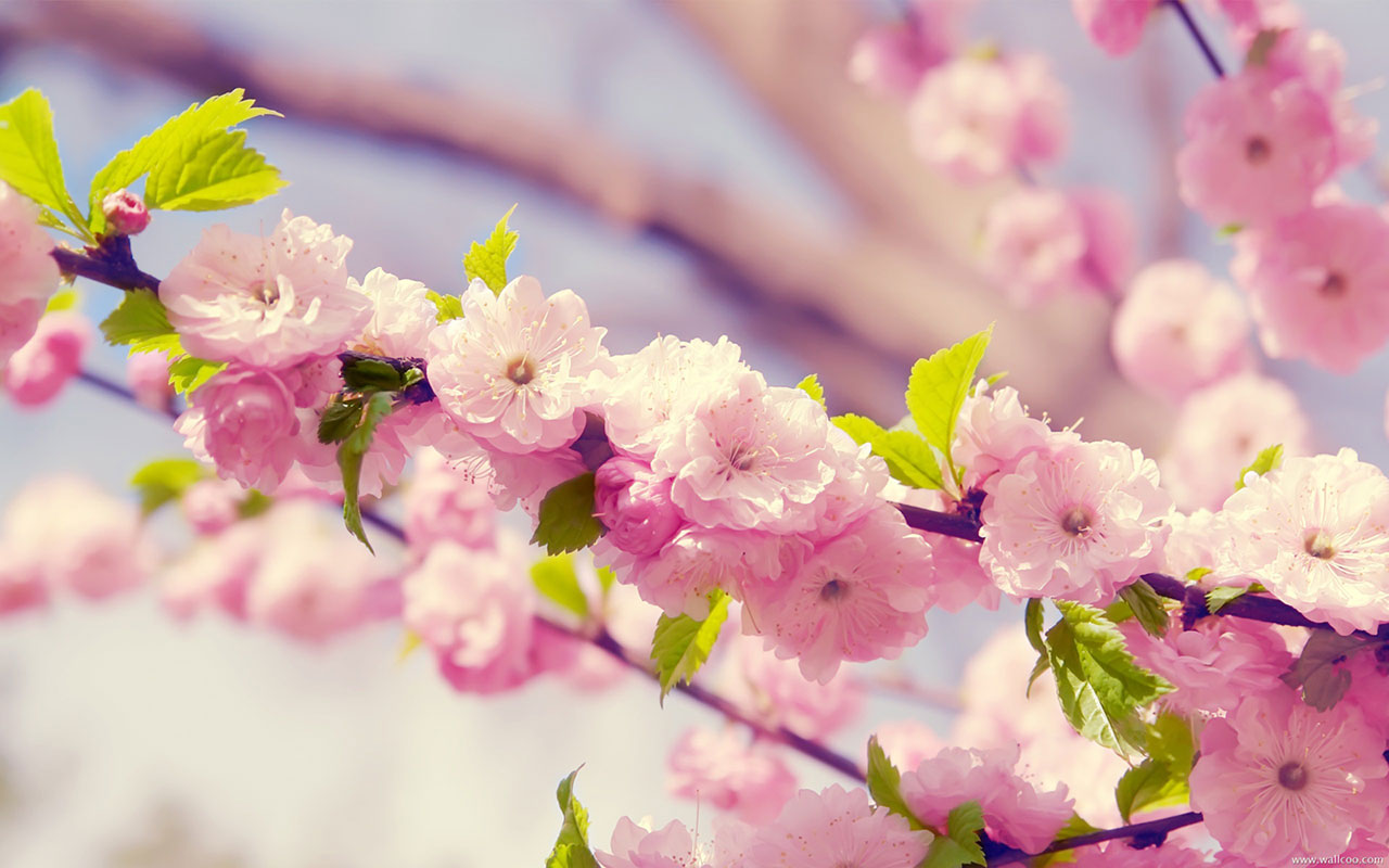 Cherry blossoms in spring Flower Wallpapers - Free download