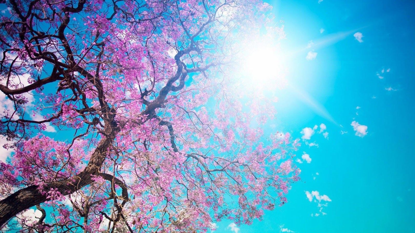 Download Free Spring Wallpapers Most beautiful places in the