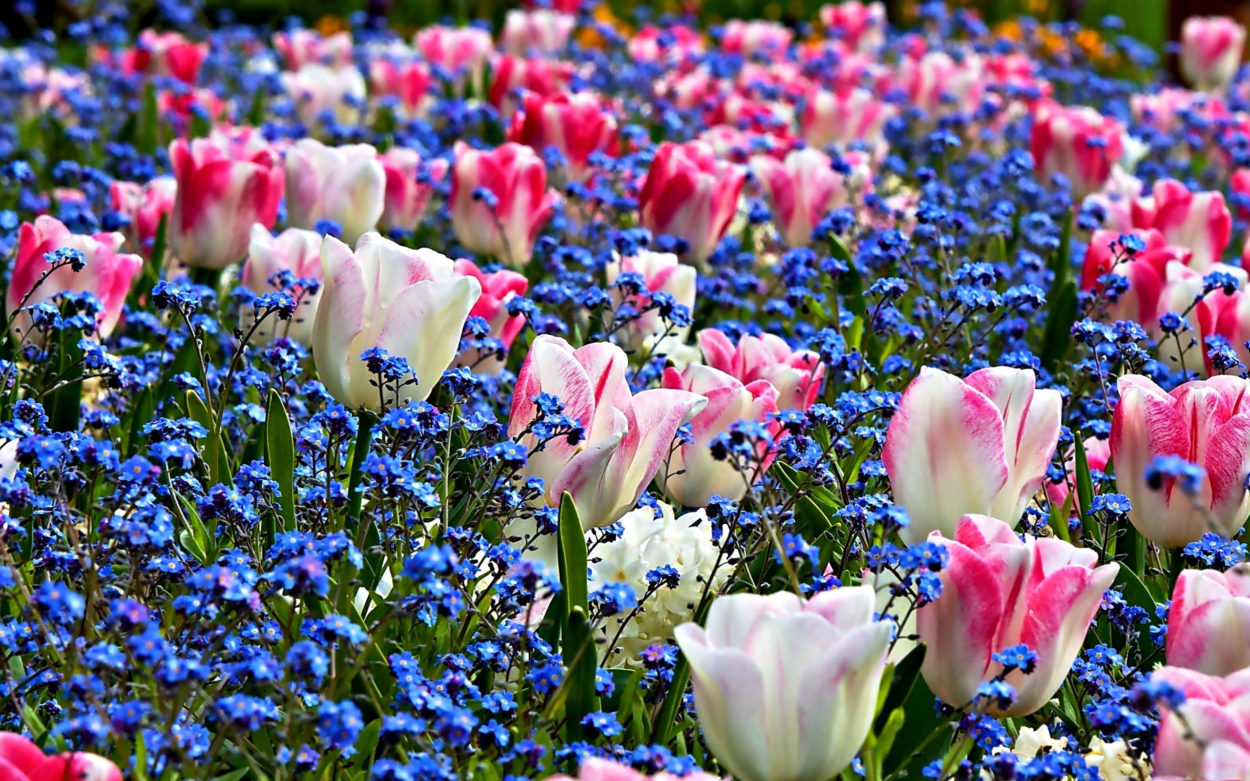 Spring Flowers HD Widescreen Wallpapers 7482 - HD Wallpapers Site