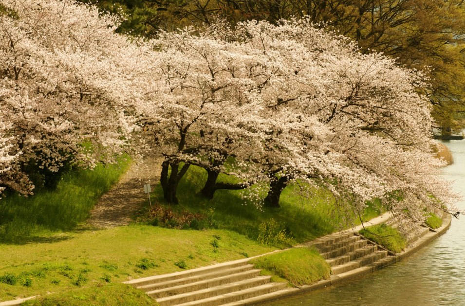 Awesome Spring Wallpaper Widescreen HD Pix