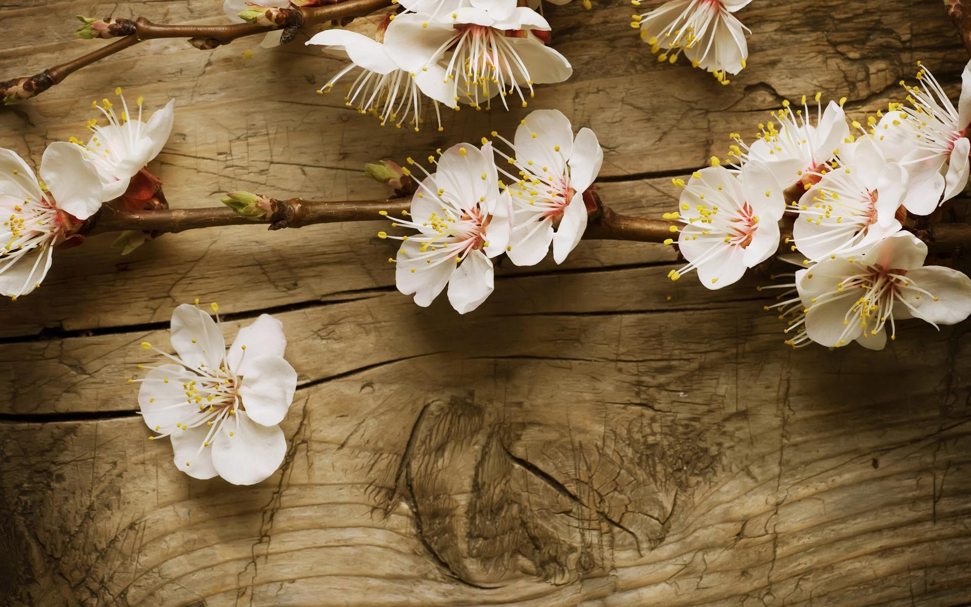 spring flowers wallpaper widescreen - Wallpapers