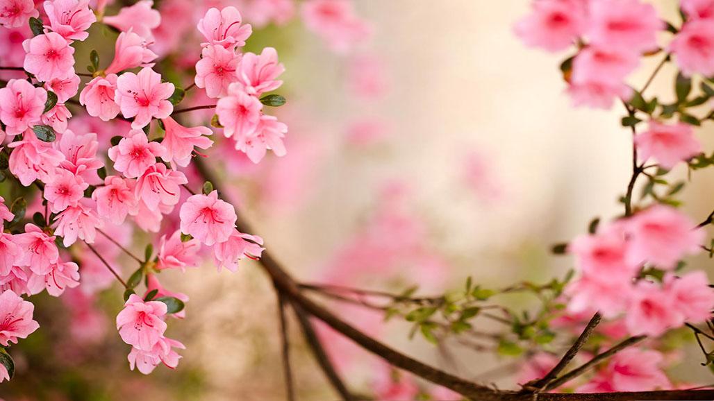 Spring Flowers Live Wallpaper - Android Apps on Google Play
