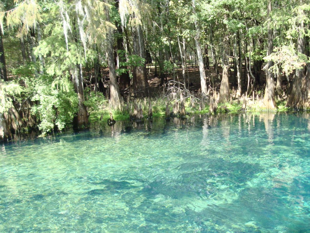 Fountain of youth - Manatee Springs