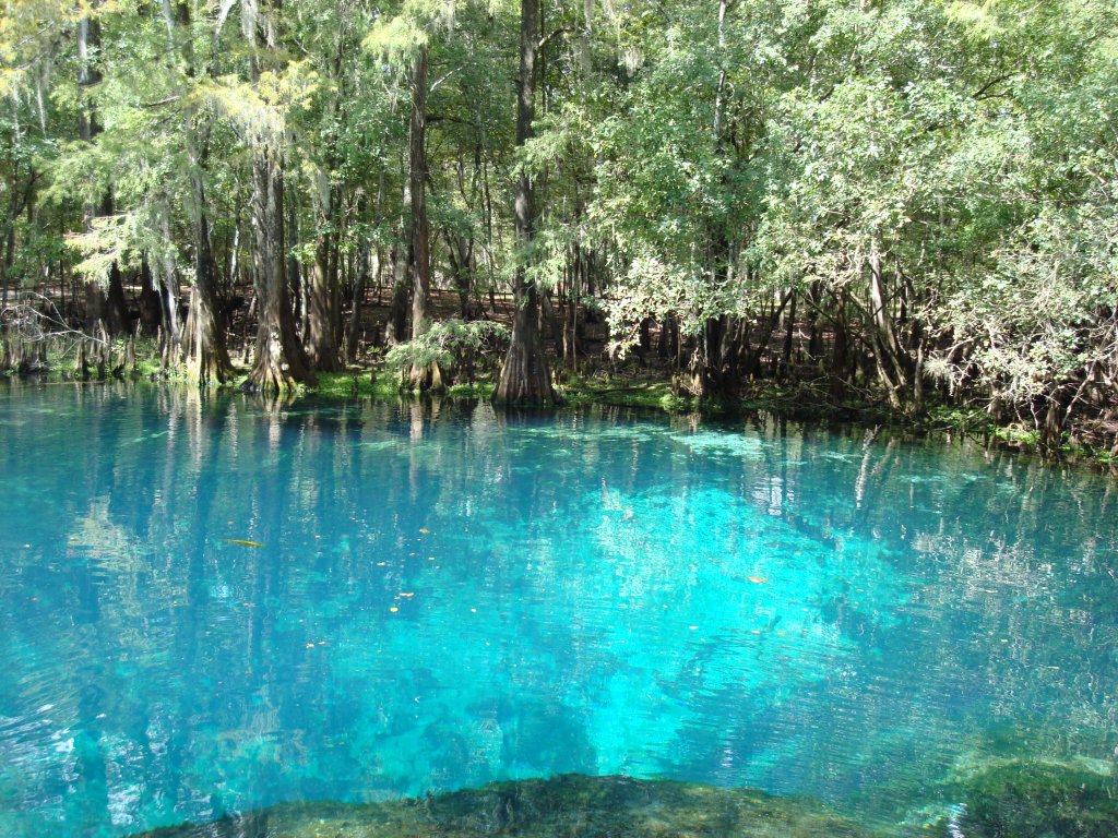 Fountain of youth - Manatee Springs