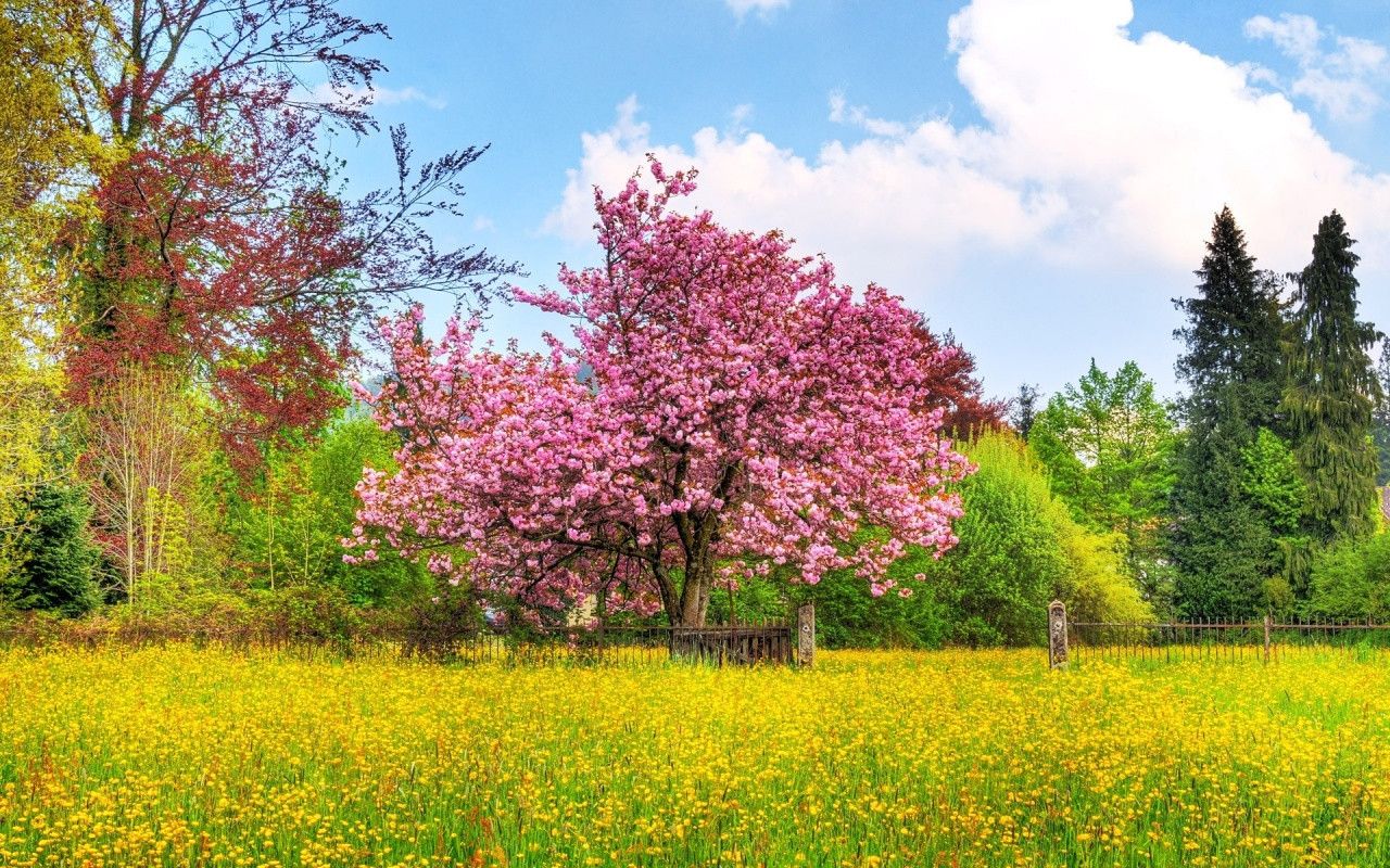 Springtime Wallpapers Free - Wallpaper Cave