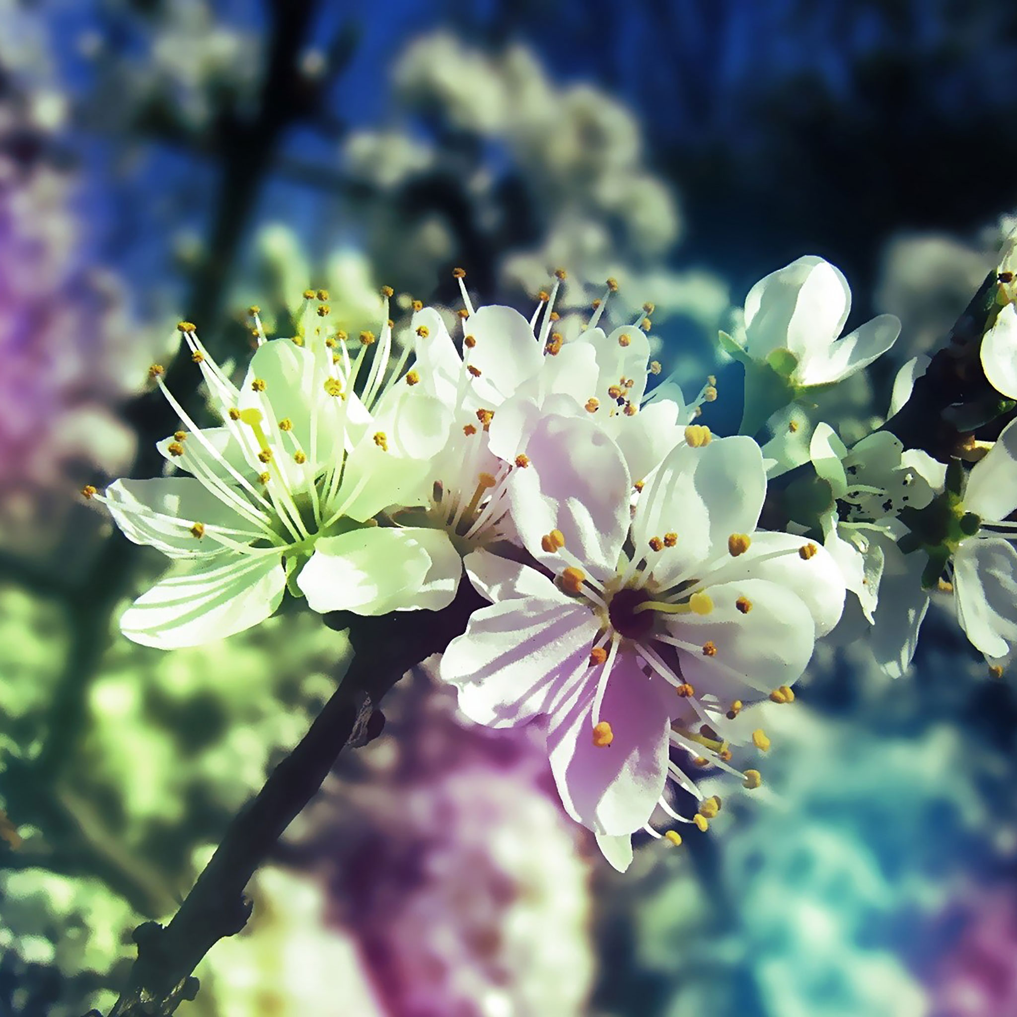 25 Spring iPad Wallpapers