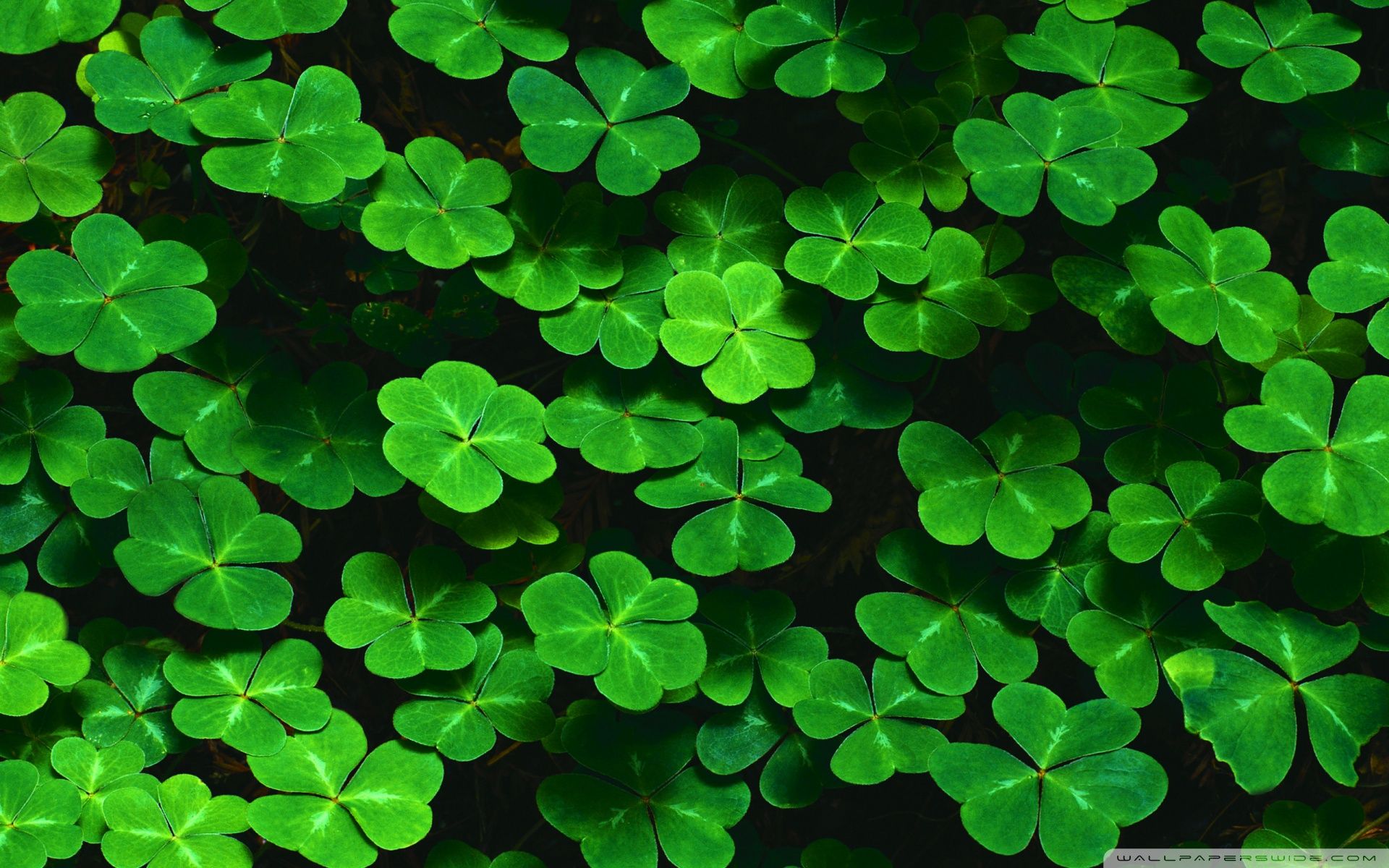 St Patricks Day Wallpapers, Backgrounds for My PC, Desktop