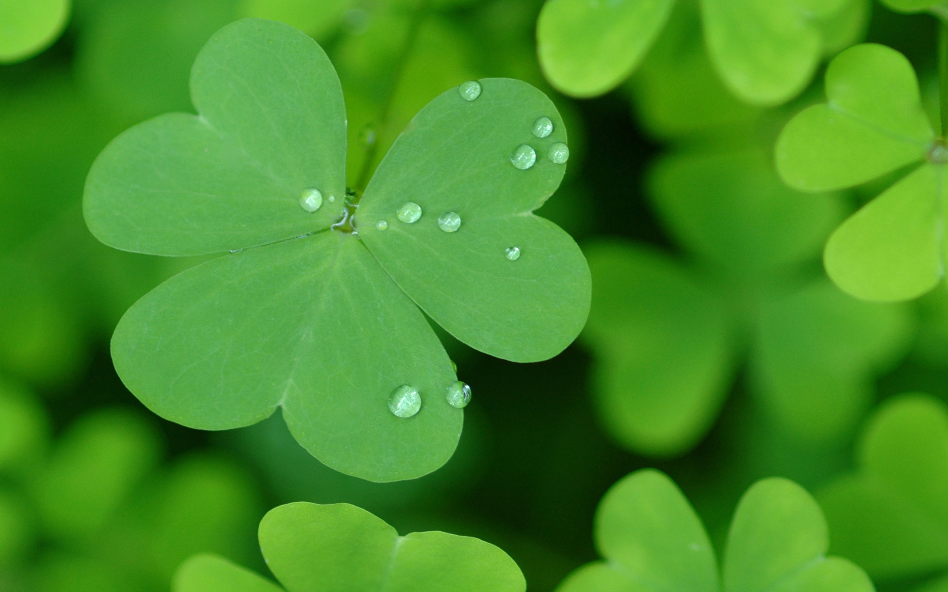 St. Patricks Day Wallpapers HD Download