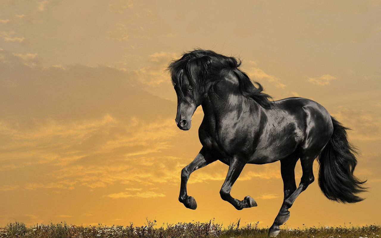 Top HD Black Stallion Wallpaper | Animals HD | 233.74 KB