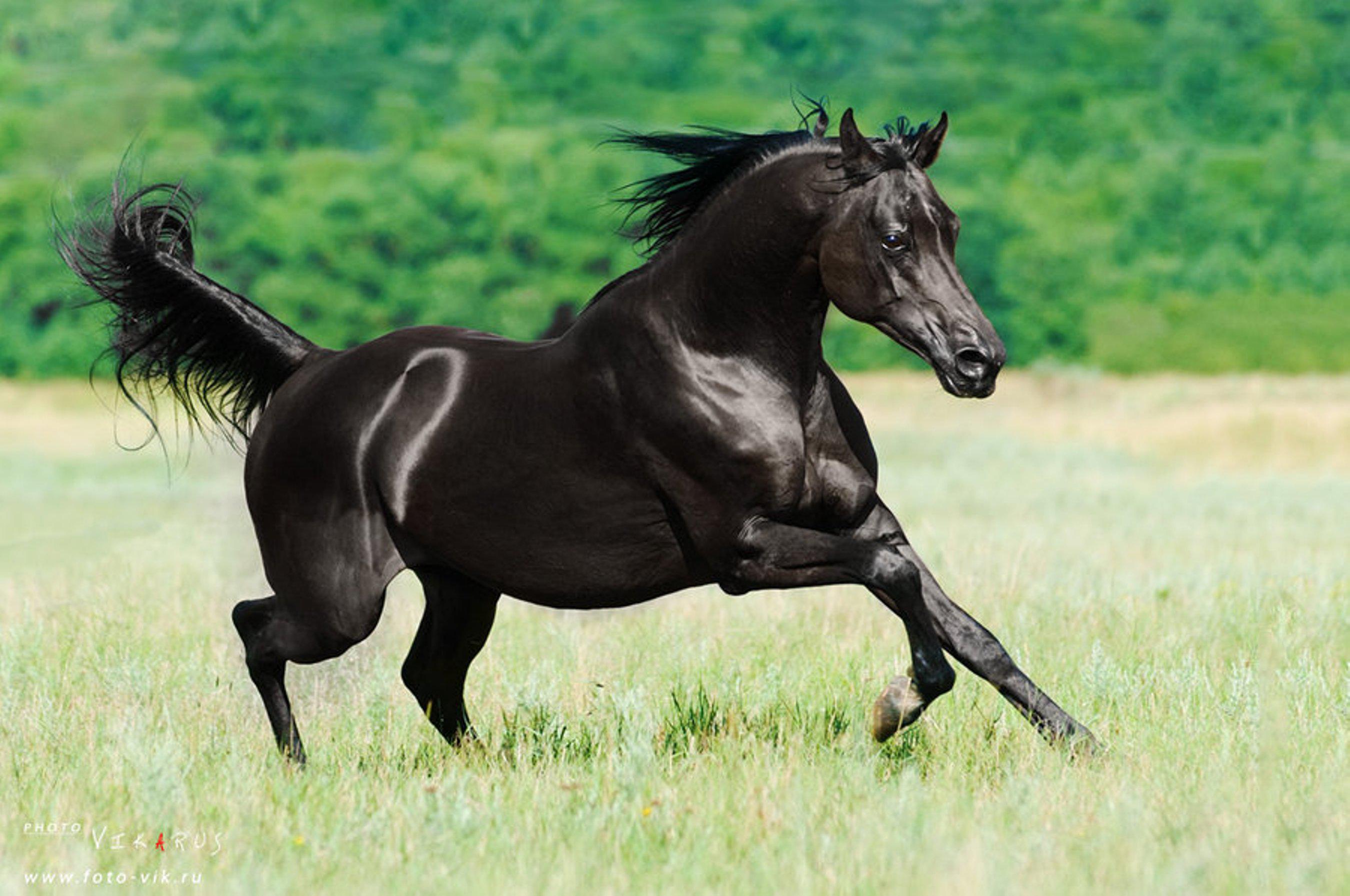 Stallion Horse Wallpapers, Images, Photos, Pictures & Pics
