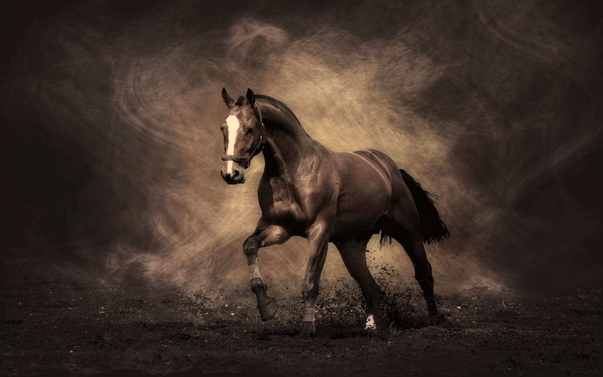 1920x1200 stallion, mustang, horse Wallpapers and Pictures 30171