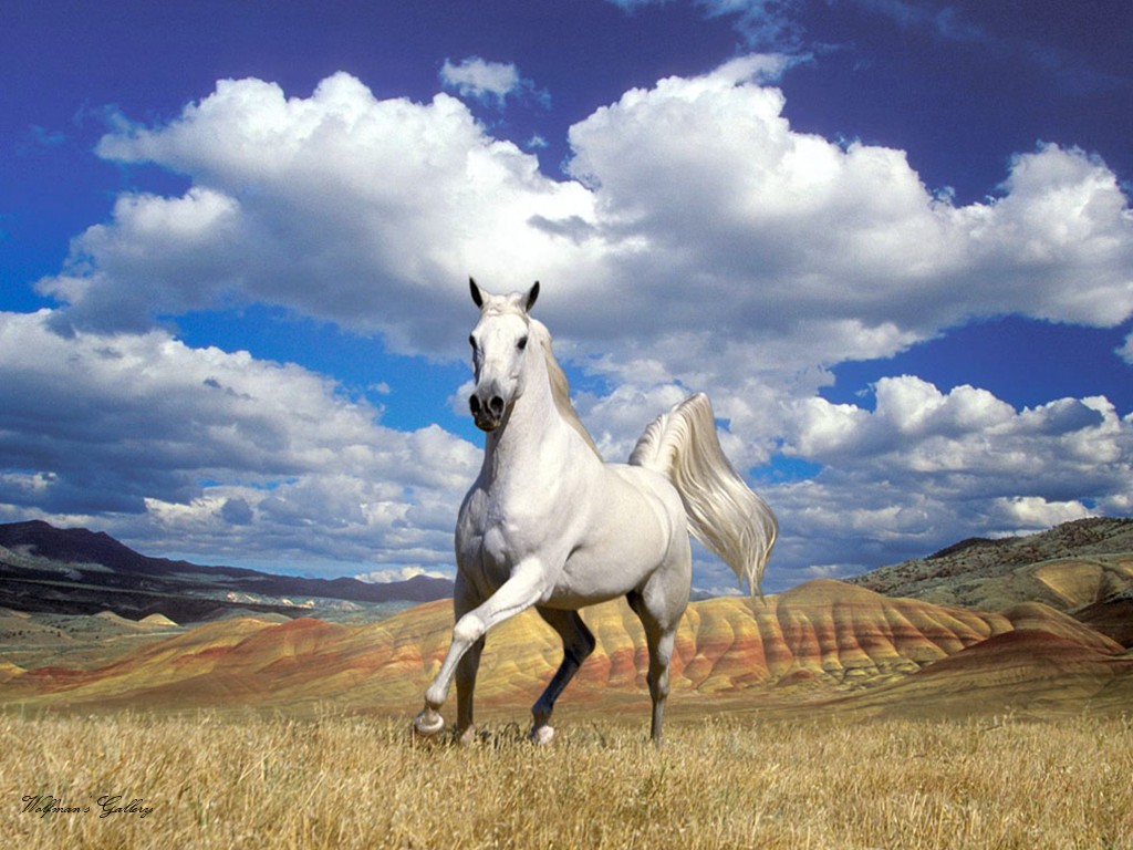 Wallpapers White Stallions Stallion The Free 1024x768