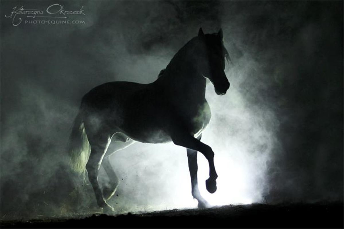 Horses Stray Stallion Horses Errant Andalusian Spanish Black Vert