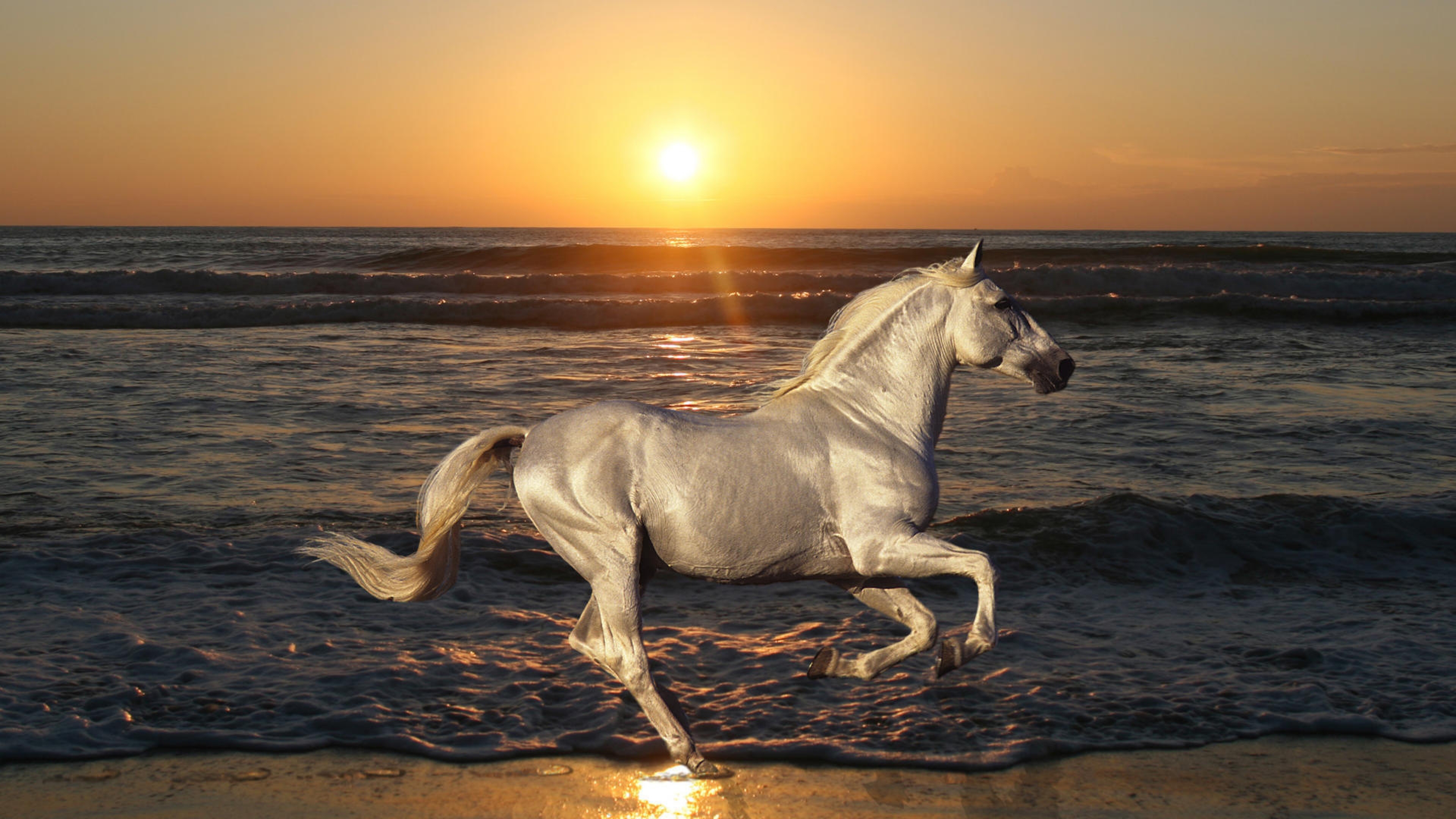 Картинки лошадей на заставку. Жемчужный ахалтекинец. Лошадь бежит. Красивые лошади. Белая лошадь.