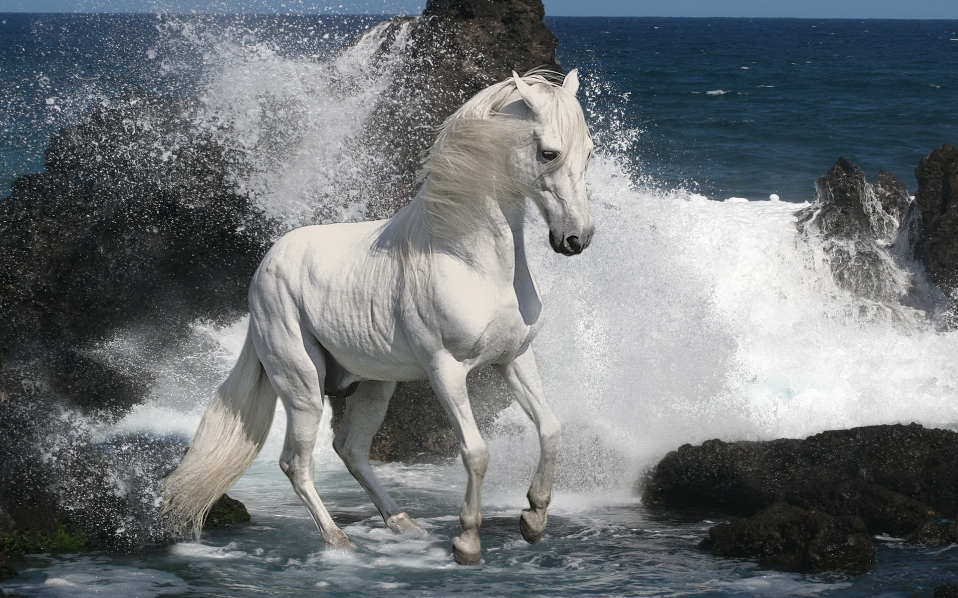 White stallion wallpapers and images - wallpapers, pictures, photos
