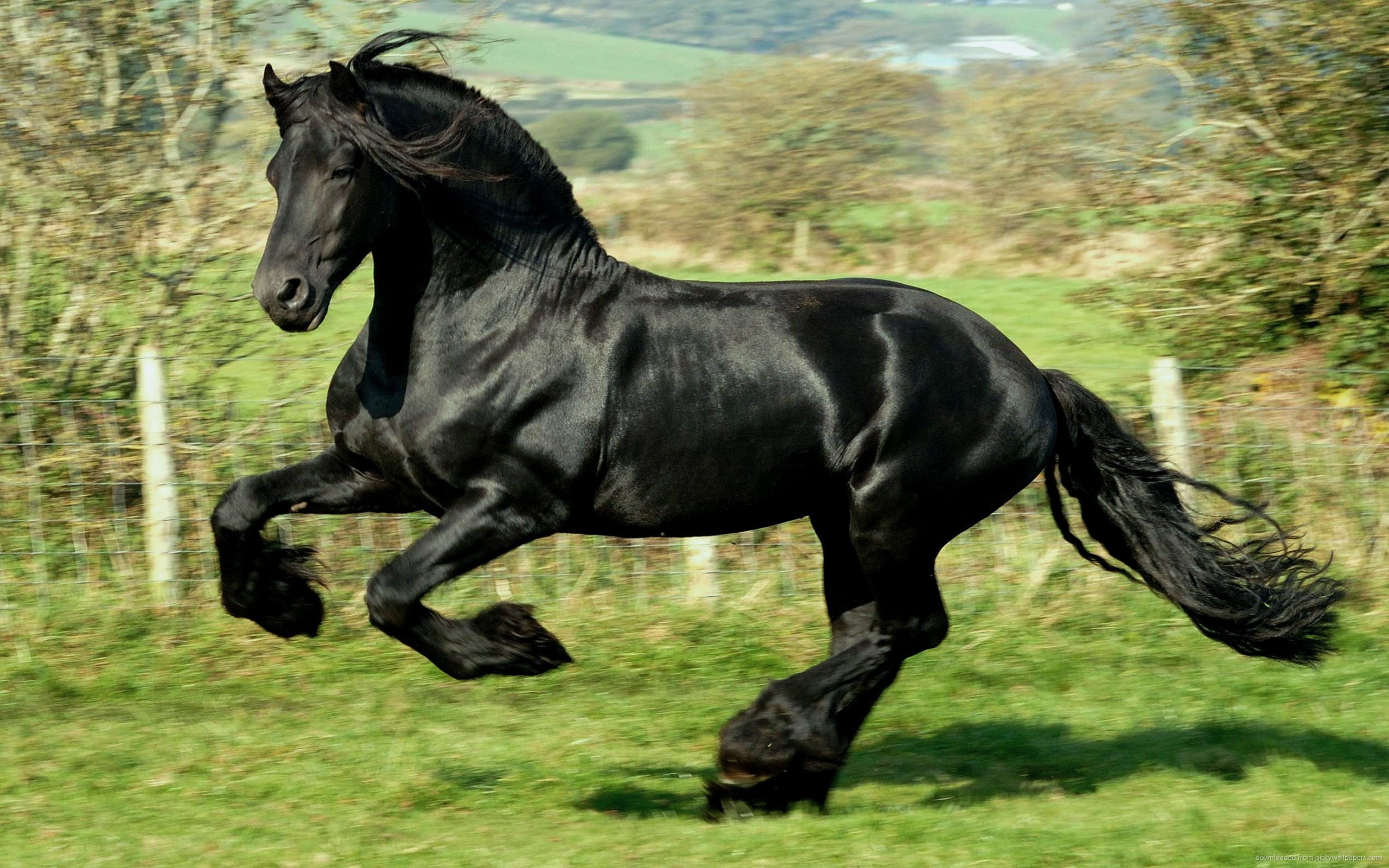 Top HD Black Stallion Wallpaper | Animals HD | 233.74 KB