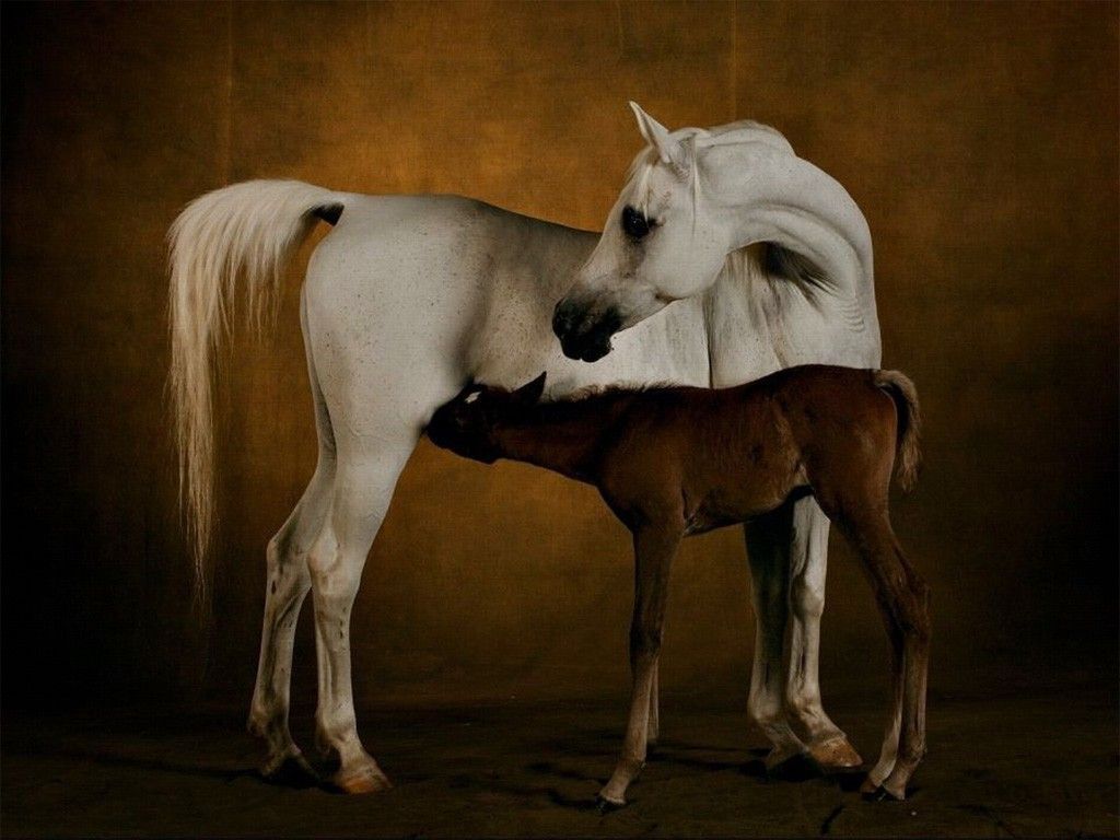 Horses Wallpapers » Blog Archive » White Stallion With Baby Horse ...