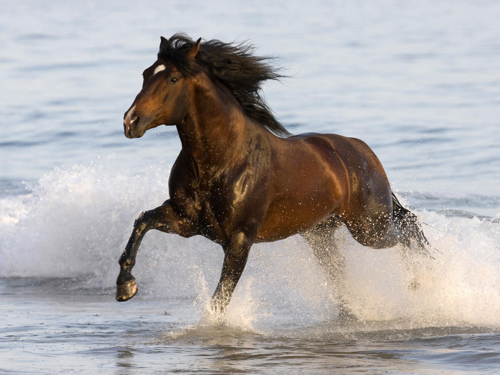 Pictures of a stallion wallpaper