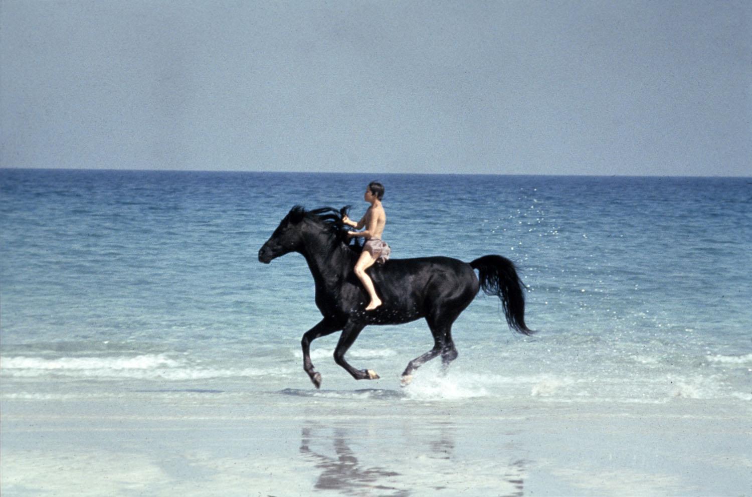 Black stallion - (#69366) - High Quality and Resolution Wallpapers ...