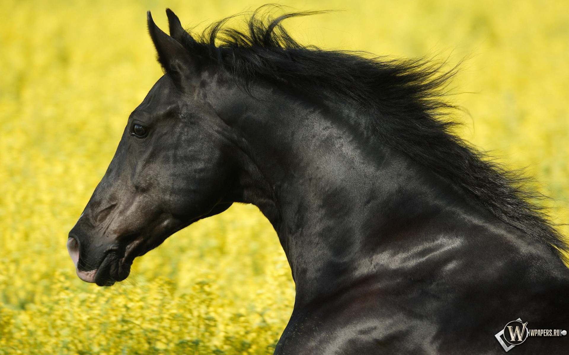 Wallpapers Men In Black Stallion Horse Mustang Animals Hd ...