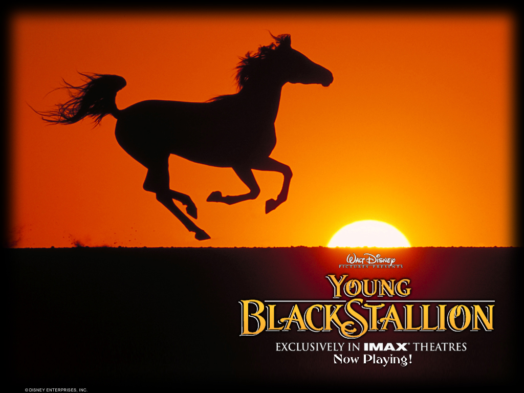 Young Black Stallion Wallpapers