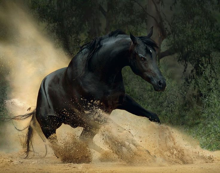 Beautiful Stallion Horses | tags 7 horse wallpaper arabian horse ...