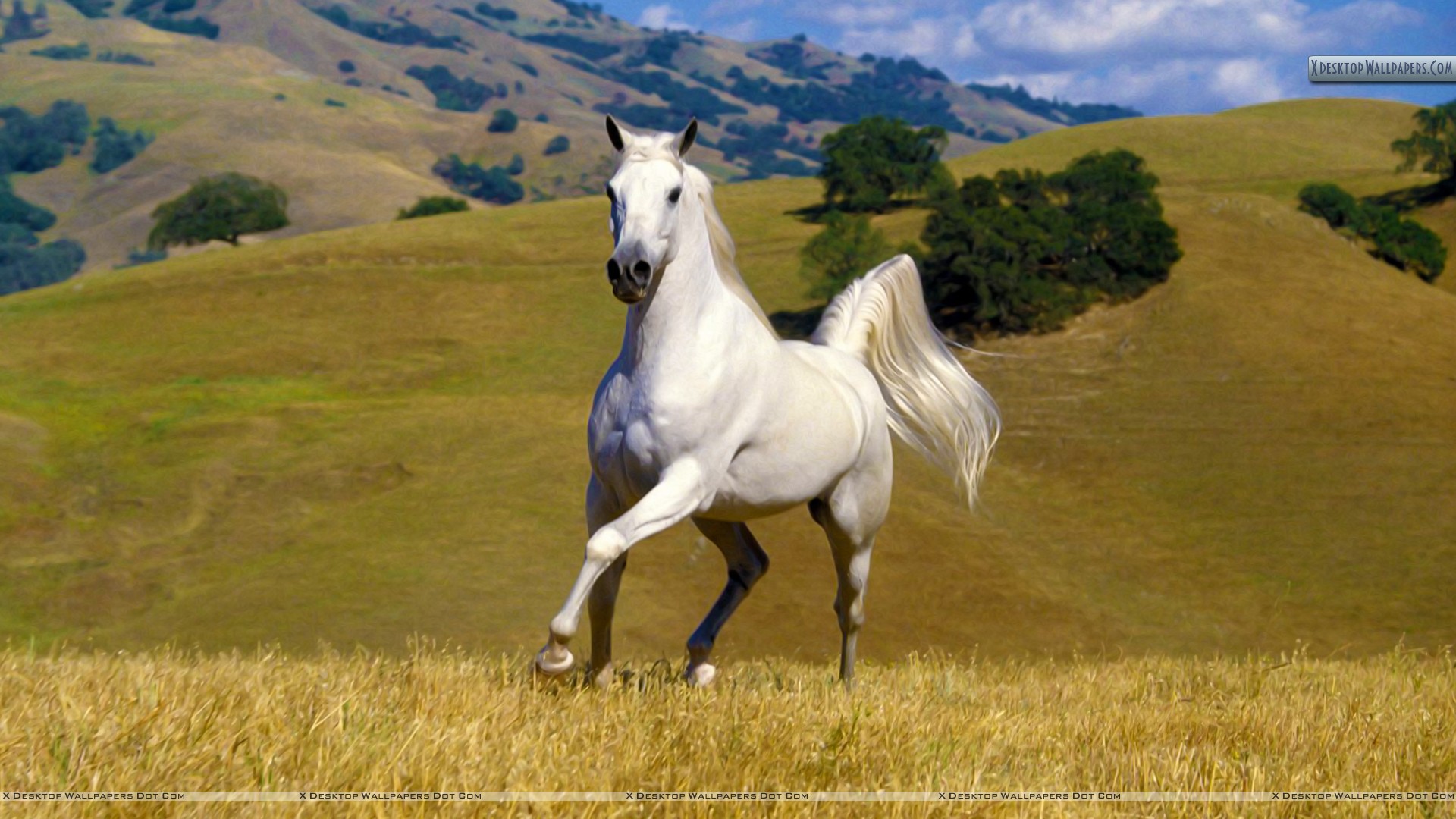 Galloping White Stallion Wallpaper