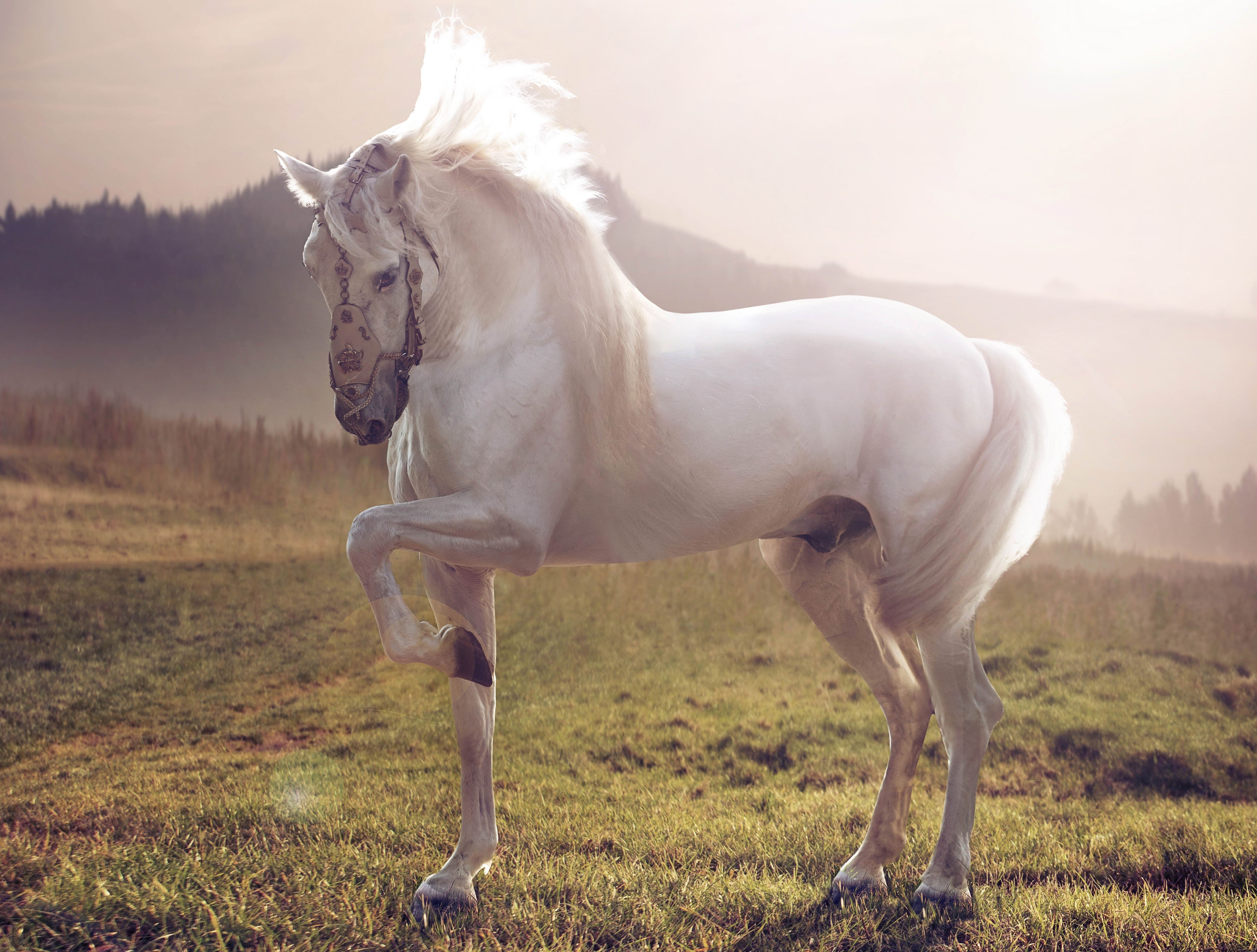 White stallion horse wallpaper | 5120x3880 | 416755 | WallpaperUP
