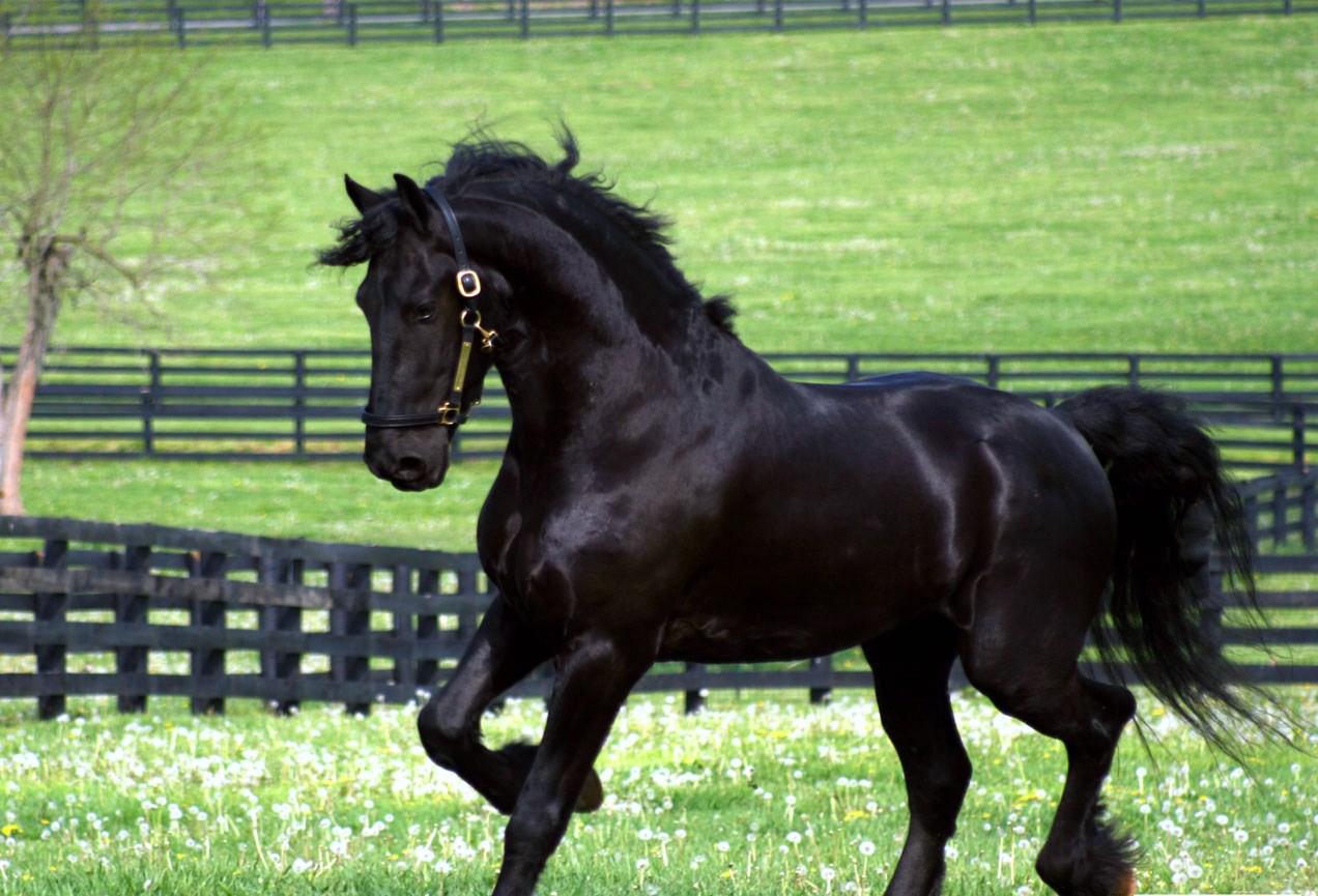 Horses Night Beauty Grass Black Fence Stallion Trotting Friesian2 ...