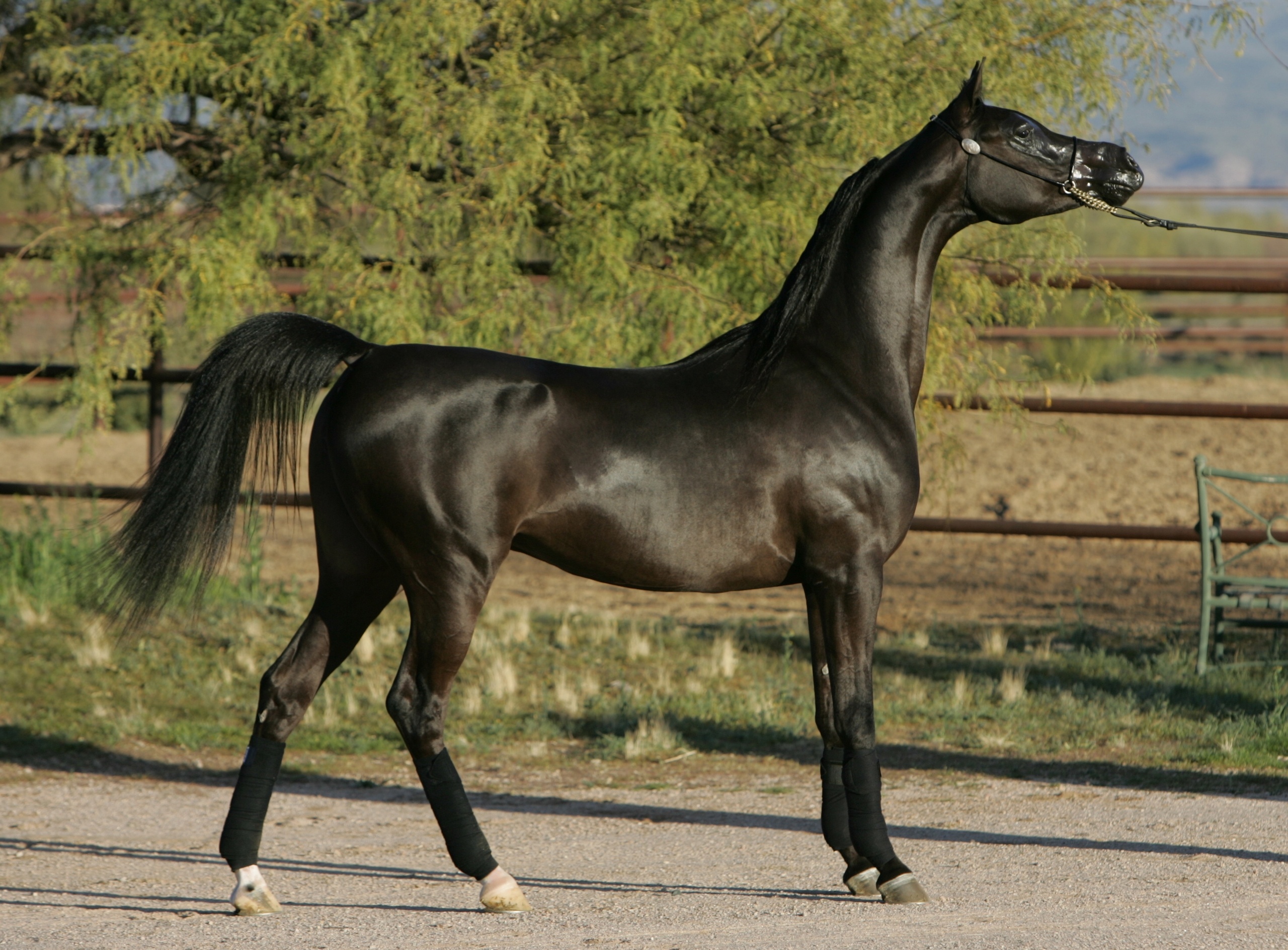 Arabian horse a horse a stallion wallpaper | 2560x1887 | 118821 ...