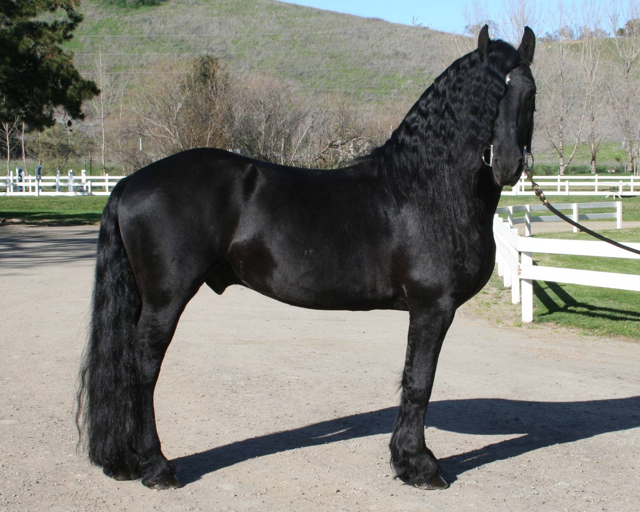 beautiful friesian stallion horse hd wallpaper | HD Wallpapera ...