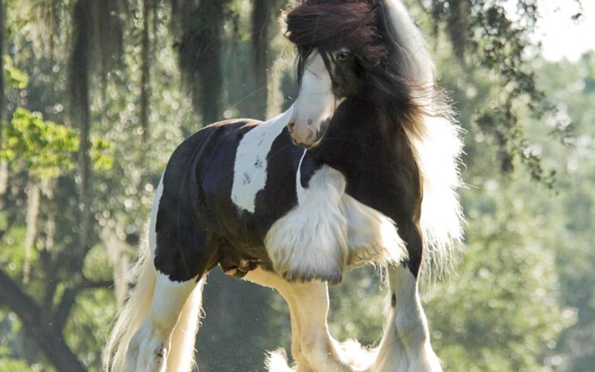 Wallpapers Horse Royal Set Of Horses Hd Gypsy Vanner Stallion ...