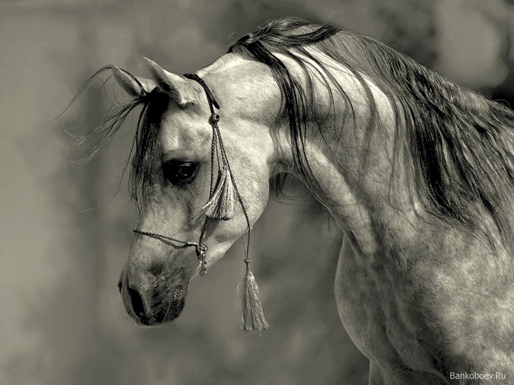 Grey Arabian stallion wallpaper | Wallsev.com - Download Free HD ...