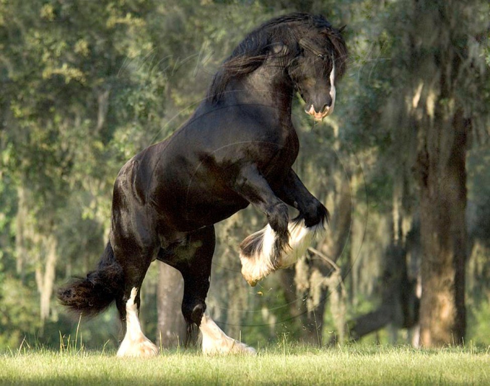 Horses: Black Horse Animal Cavalo Stallion Wallpaper HD for HD 16 ...