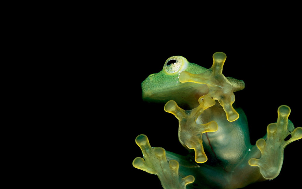 Close up nature frogs amphibians animal frog closeup sticky #QEXh