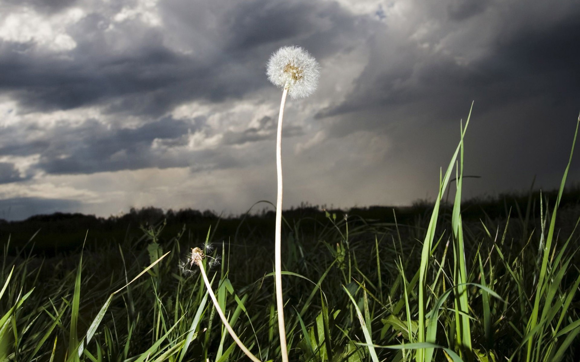 Dandelion under the stormy sky Wallpapers - HD Wallpapers 71913