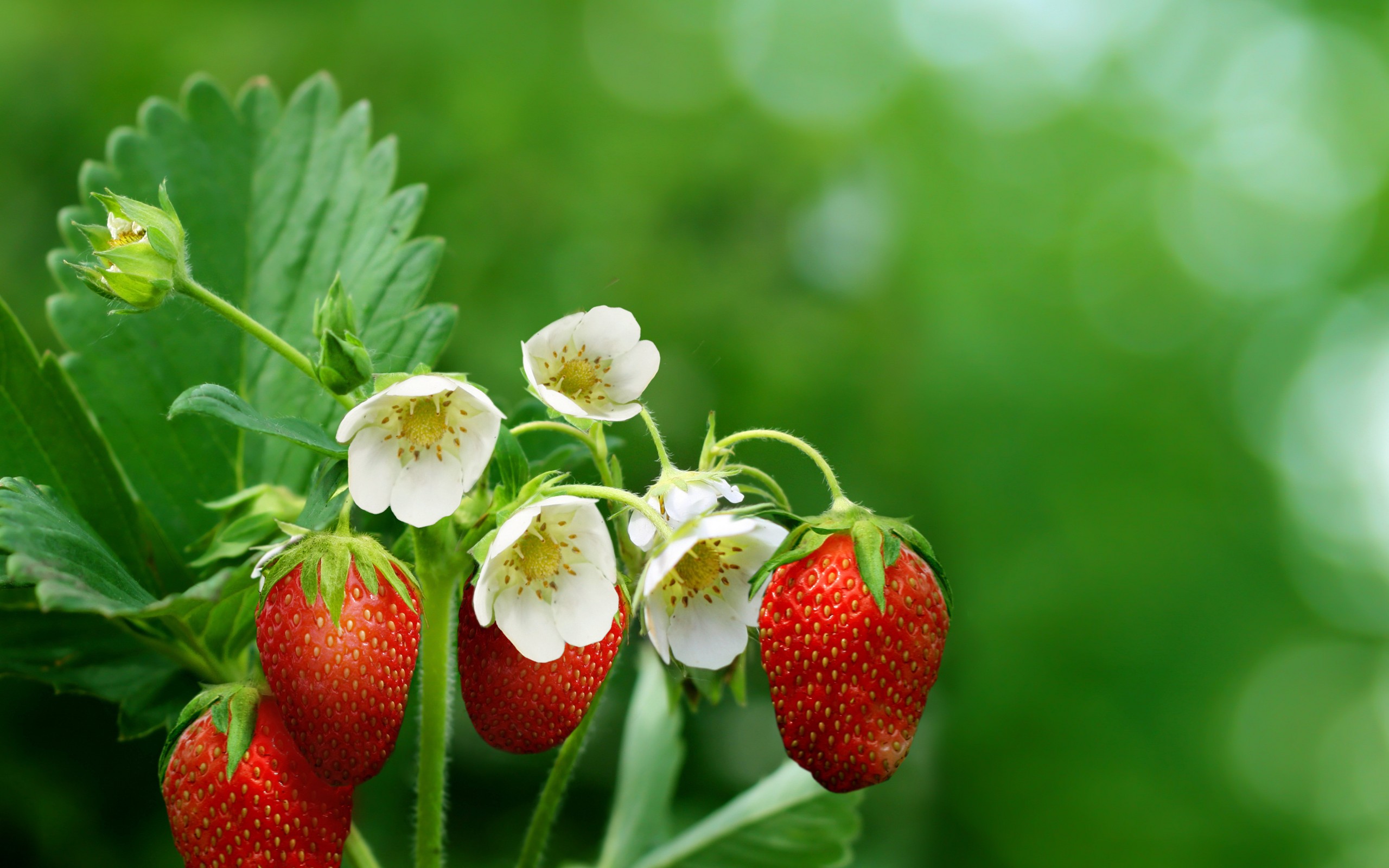 325 Strawberry HD Wallpapers | Backgrounds - Wallpaper Abyss - Page 4