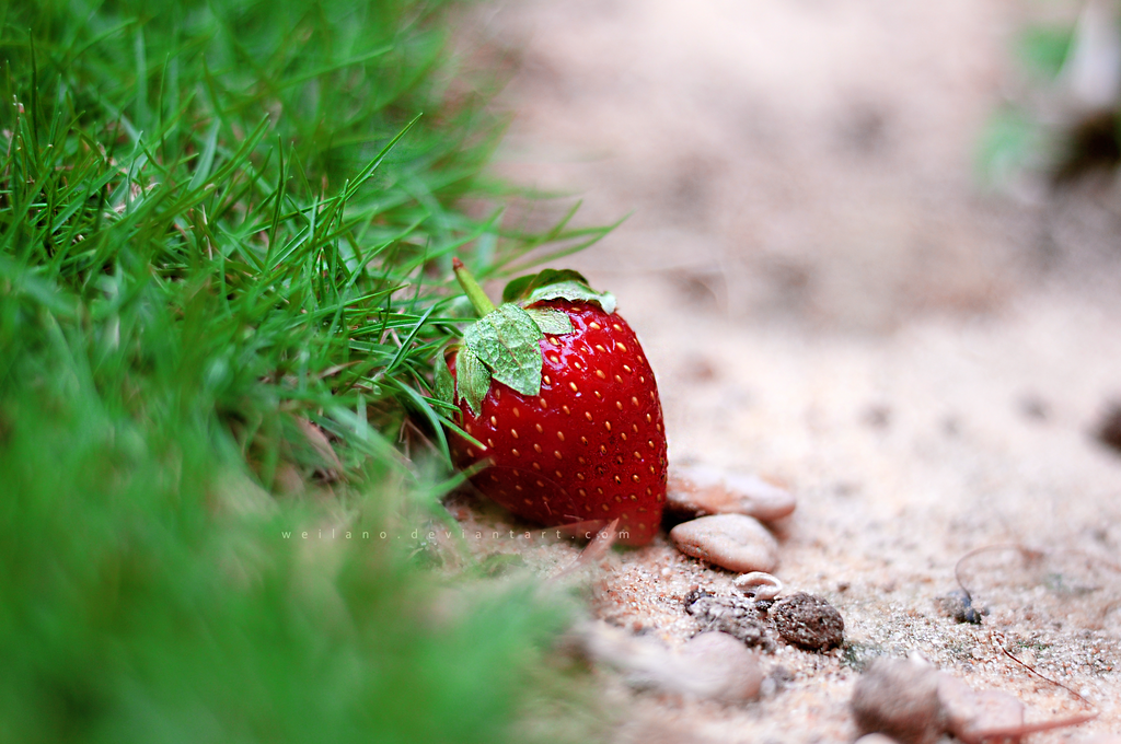 Strawberry Wallpapers - Wallpaper Cave