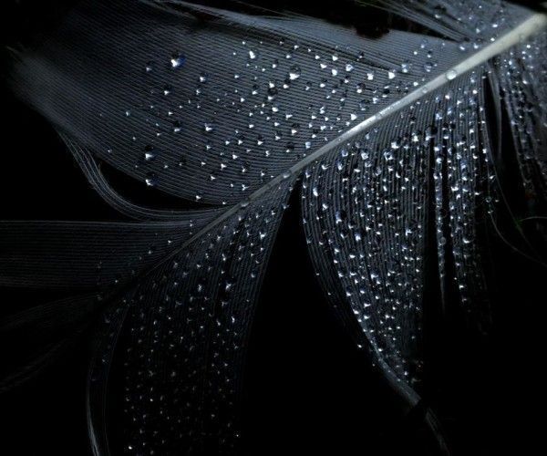 25 Stylish And Graceful Black Wallpapers takedesigns