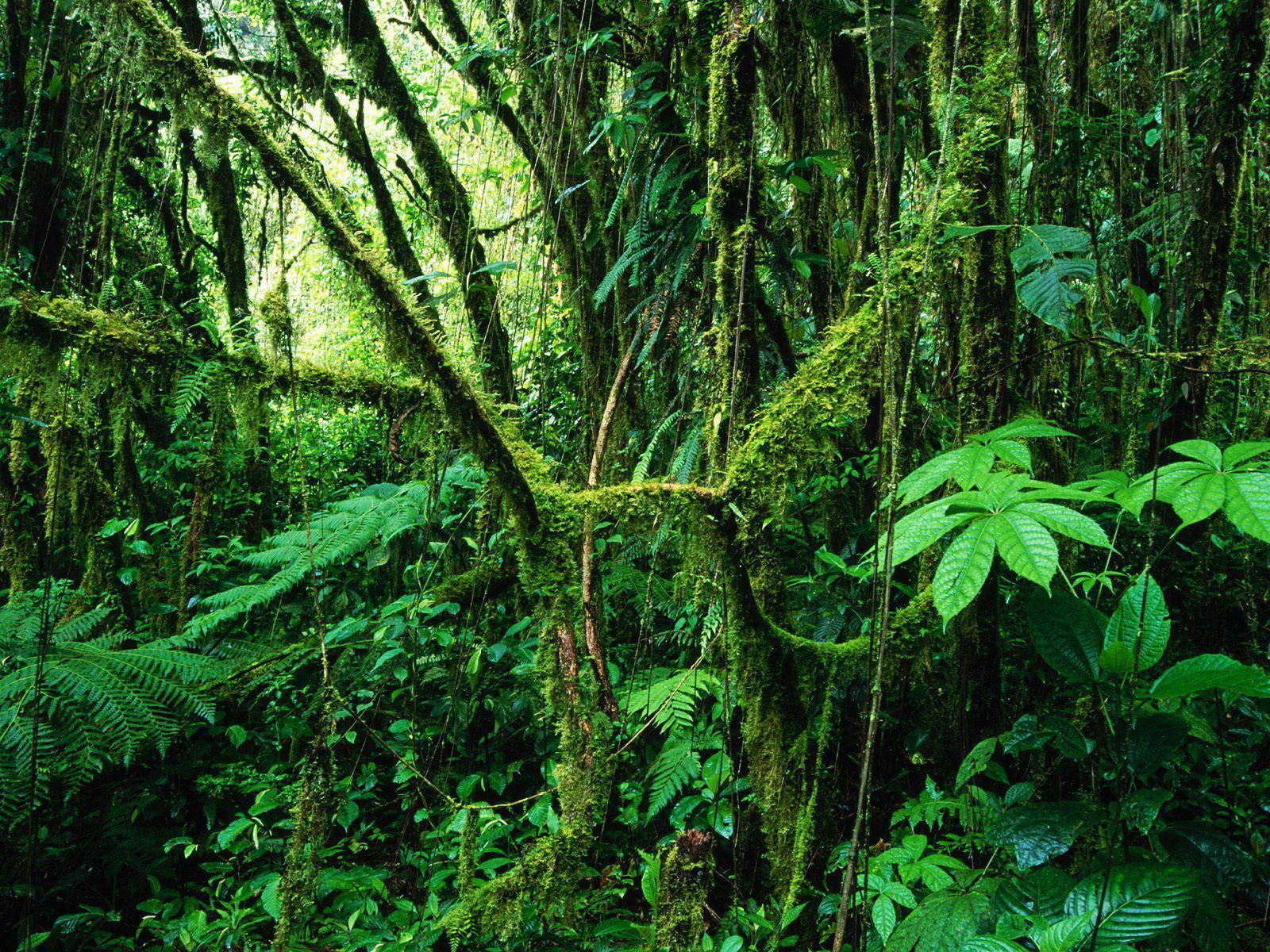 Beautiful Rainforest Backgrounds New Stylish Wallpaper | HD ...
