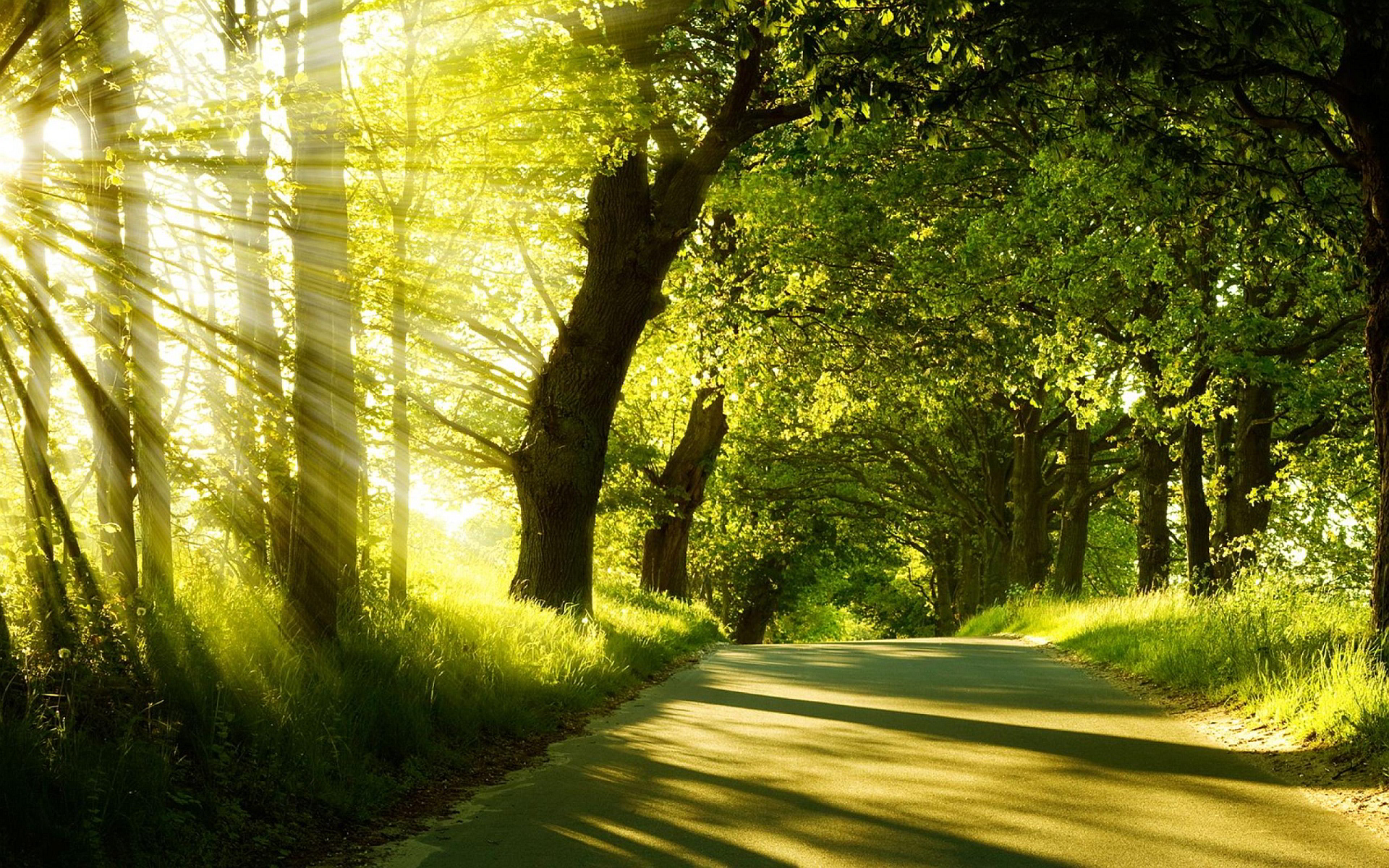 Summer Forest Sunshine Wallpapers Pictures