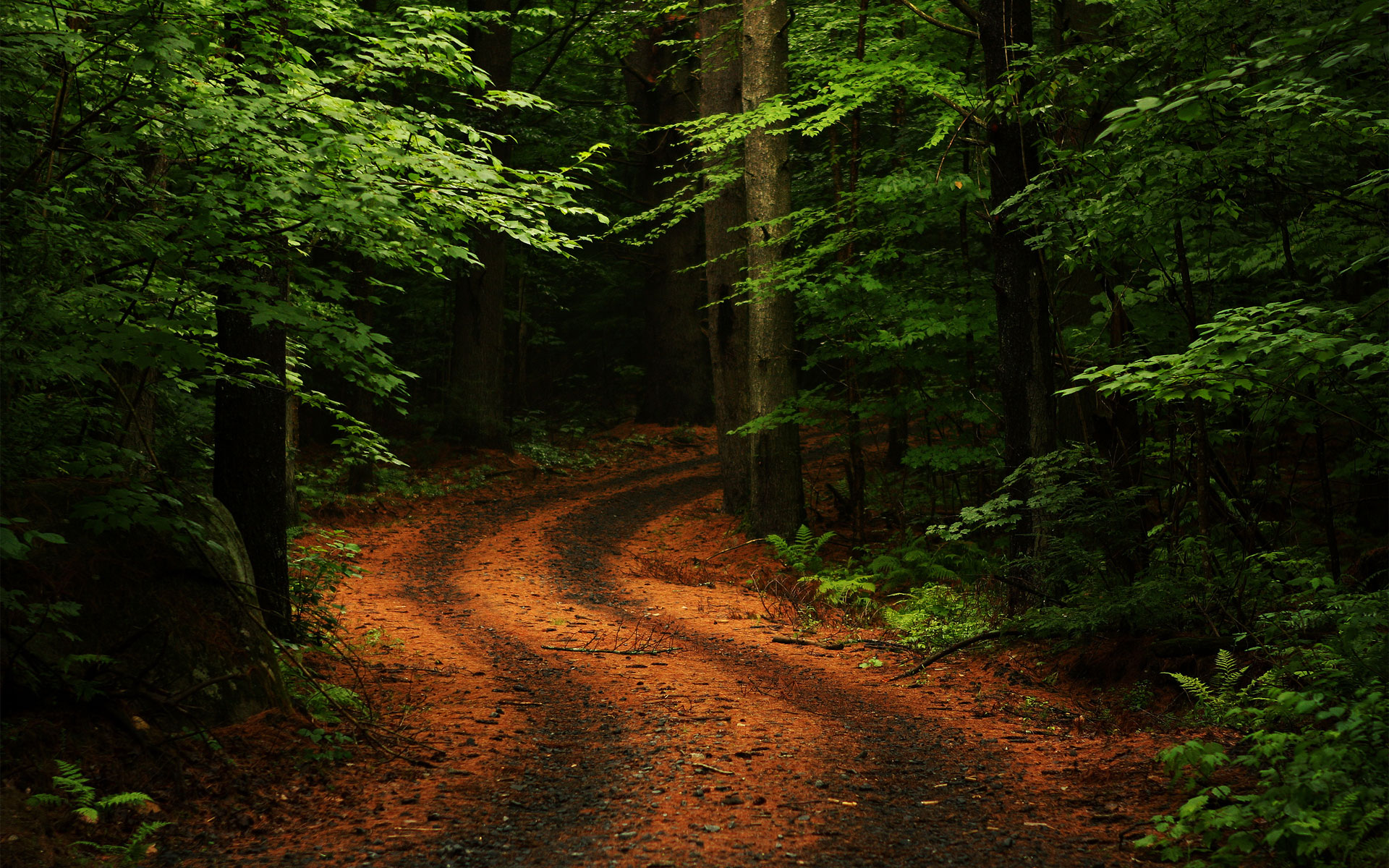 Summer Forest Road - HD iPhone Wallpaper HD Wallpapers Source