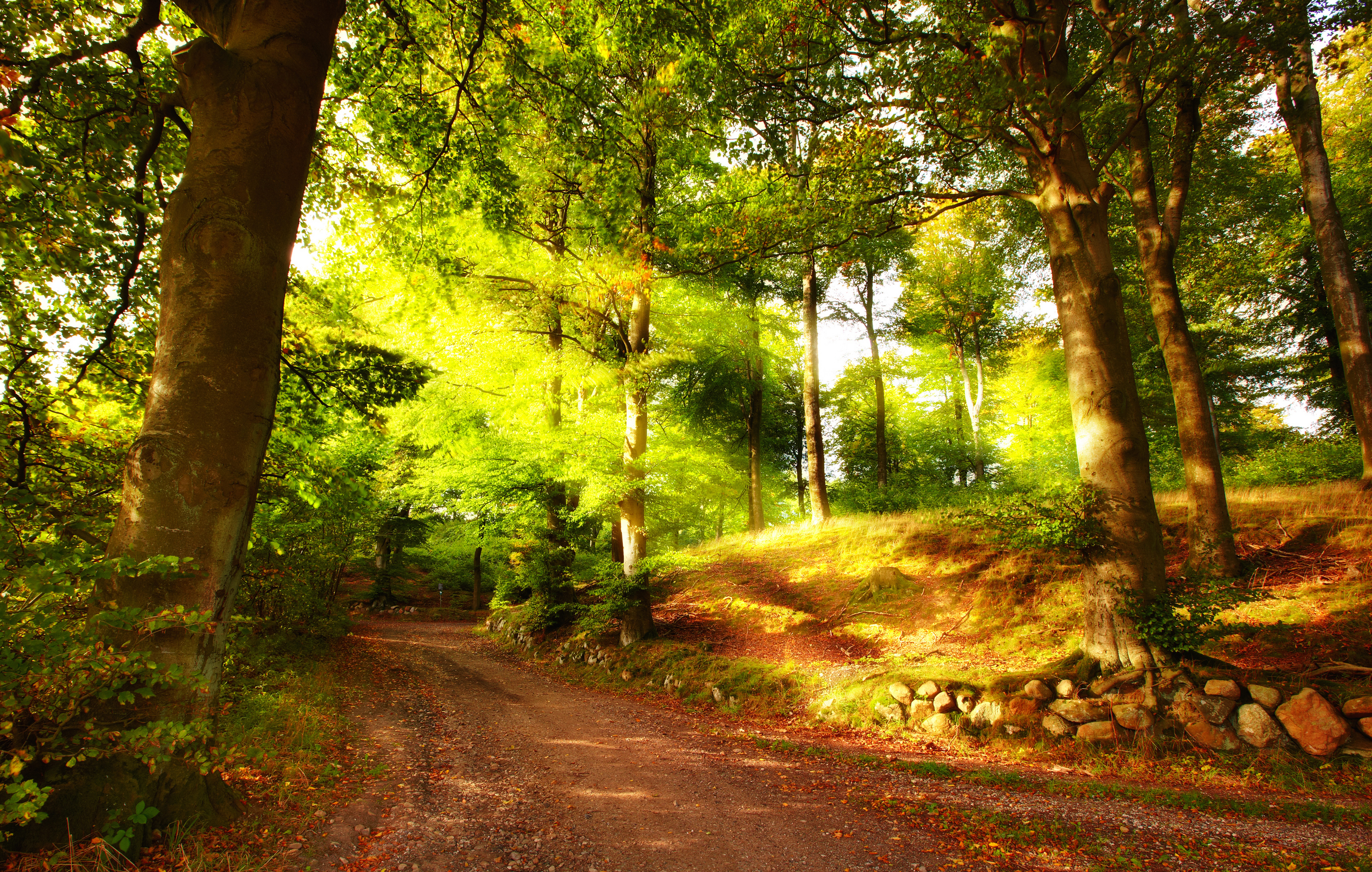 Summer forest wallpapers and images - wallpapers, pictures, photos