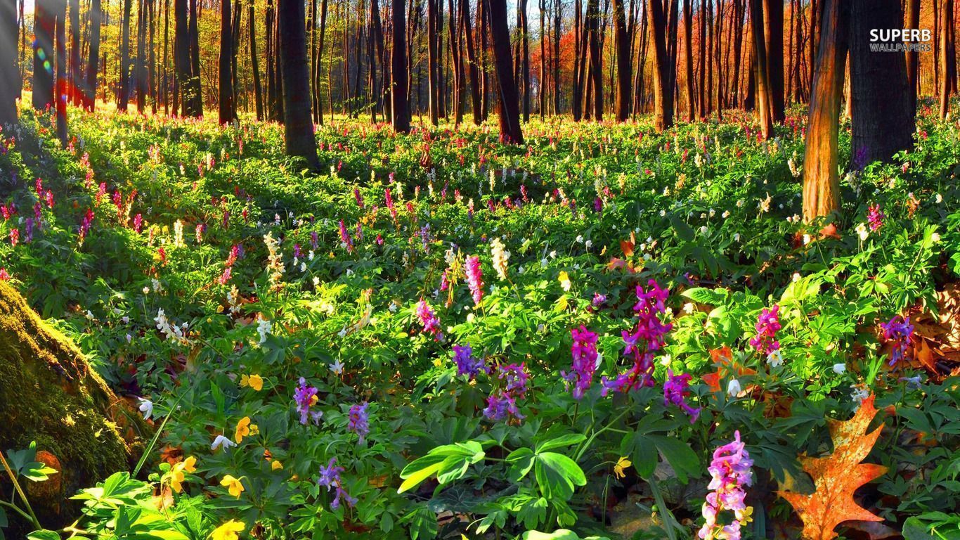 Summer flowers in the forest wallpaper - Nature wallpapers -