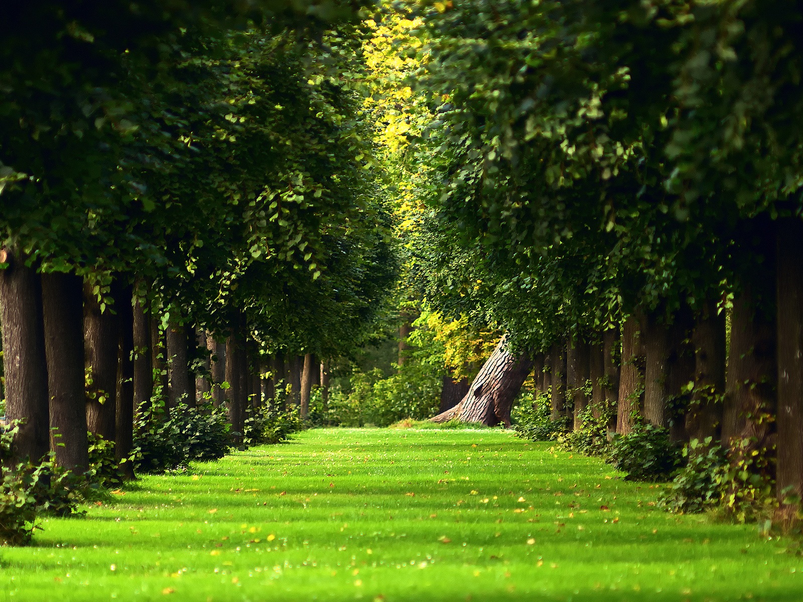 The natural summer forest green grass path Wallpaper 1600x1200