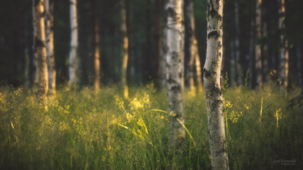 DeviantArt More Like Summer Birch Forest Wallpaper by JoniNiemela